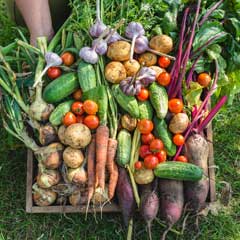Freshly harvested garden produce in a wooden crate