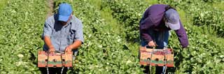 Migrant workers picking strawberries by hand
