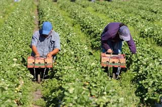 Migrant workers picking strawberries by hand