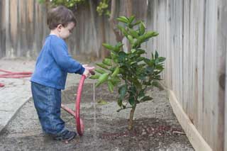 Young boy using a hose to water a newly planted tree