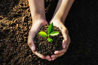 Cupped hands holding soil and a small plant