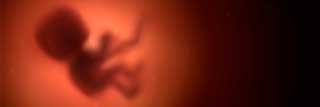 An illustration of a fetus in the womb